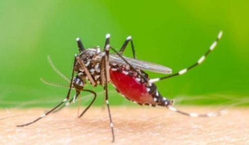 2021 Moras Dengue Hamutuk 338 Nain 1 Mate
