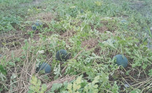 Udan-Anin Boot Estraga Produtu Lokál Hektare 10 Resin Iha Lalawa