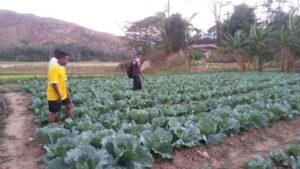 horticultural AIleu