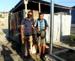 Julio Hakman Susar Husi Raul Ho Nia Kaben 