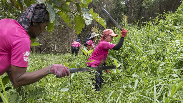 Sabah Community Aims to Regrow Healthy Forests Amid Pandemic