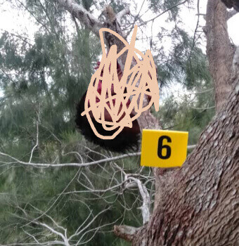 Oho Malu Isin Soe Ketak Ulun Tara Kakeu-Leten