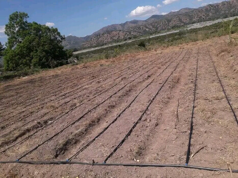 Alumni Israel Kria Grupu Voluntáriu SEFOSALA Iha Laclo