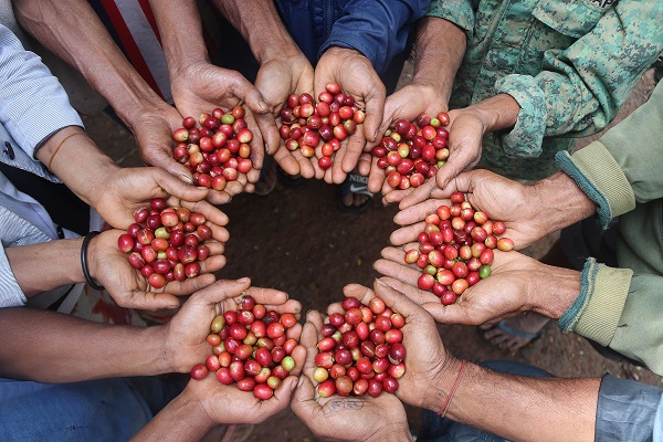 Promote Local coffee from Rural Areas in Suco Funar