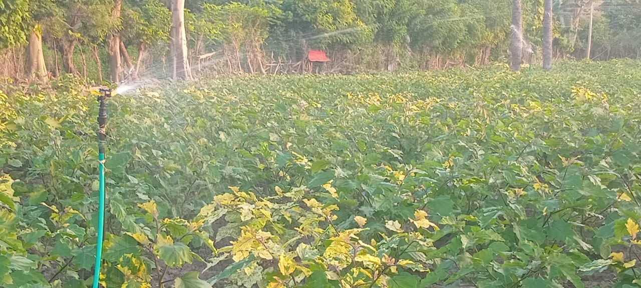 Advetoriál :Hortikultura Sustentavel Haburas Ekonomia Hosi Ideia No Asaun Inovativu