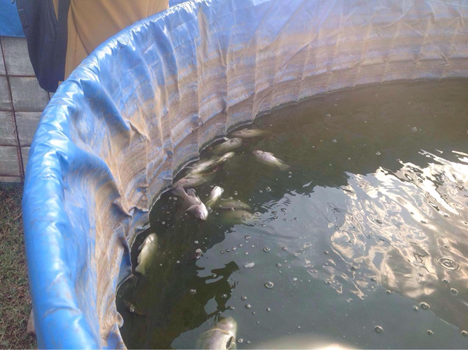Sistema Irigasaun Hamate Ikan Nila Kg 6 Loro-loron
